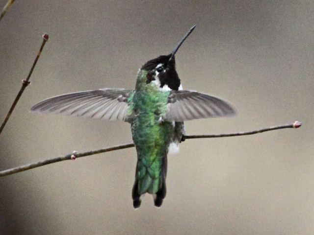 Anna's Hummingbird